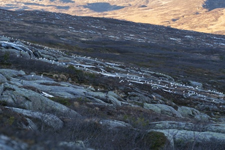 LETTERE BYTTE: Sent snøfall om høsten gjør at hvite ryper mot bar bakke blir lettere bytte for rovdyr, ikke minst for rovfugler som først og fremst bruker synet under jakta.  LETTERE BYTTE: Sent snøfall om høsten gjør at hvite ryper mot bar bakke blir lettere bytte for rovdyr, ikke minst for rovfugler som først og fremst bruker synet under jakta.