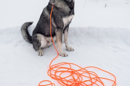 LANGLINE: Non-Stop Dogwear protection long line er en førsteklasses line for ettersøksjegeren og til dressur. LANGLINE: Non-Stop Dogwear protection long line er en førsteklasses line for ettersøksjegeren og til dressur.