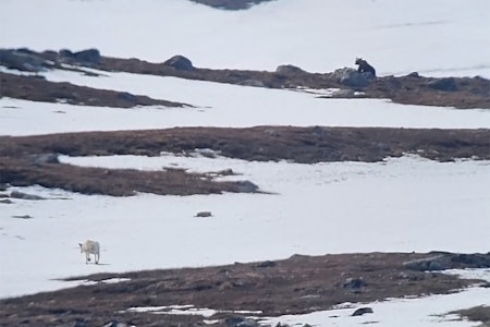 STERKERE NØDVERGERETT: Den nye lovendringen utvider retten til å felle rovdyr som angriper tamdyr. Her er et bilde av brunbjørnbinna som herjet i reinsdyrflokken til Bjørkås, og som senere ble skutt av reineieren. Foto: SNO/Miljødirektoratet STERKERE NØDVERGERETT: Den nye lovendringen utvider retten til å felle rovdyr som angriper tamdyr. Her er et bilde av brunbjørnbinna som herjet i reinsdyrflokken til Bjørkås, og som senere ble skutt av reineieren. Foto: SNO/Miljødirektoratet