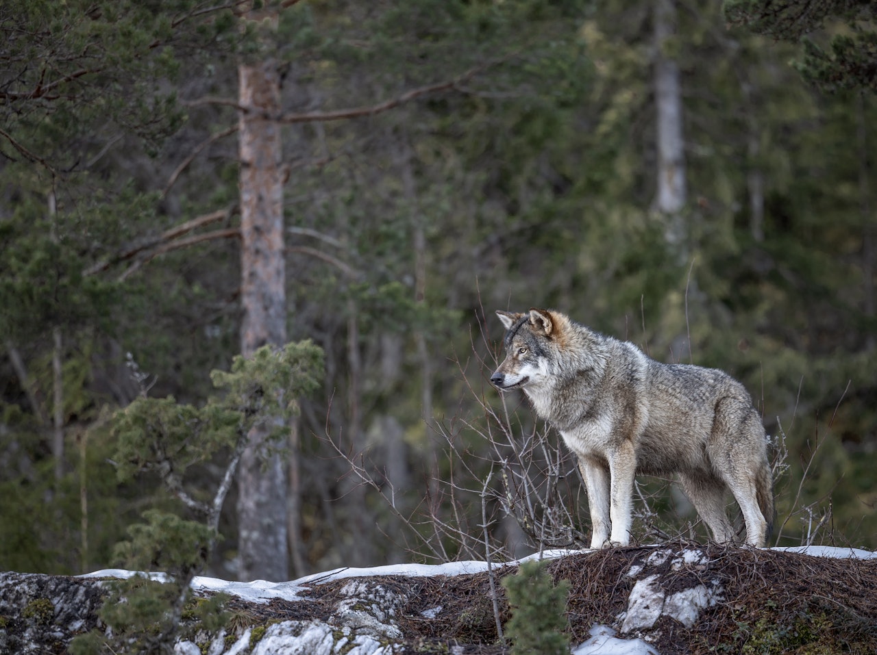 LISENSJAKT: I Finnmark pågår det nå lisensjakt på ulv, hvor det kan felles inntil fire ulver. Ill.foto: iStock LISENSJAKT: I Finnmark pågår det nå lisensjakt på ulv, hvor det kan felles inntil fire ulver. Ill.foto: iStock