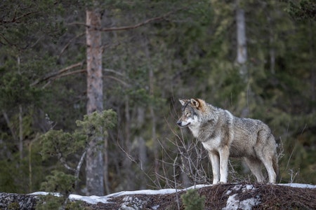 LISENSJAKT: I Finnmark pågår det nå lisensjakt på ulv, hvor det kan felles inntil fire ulver. Ill.foto: iStock LISENSJAKT: I Finnmark pågår det nå lisensjakt på ulv, hvor det kan felles inntil fire ulver. Ill.foto: iStock