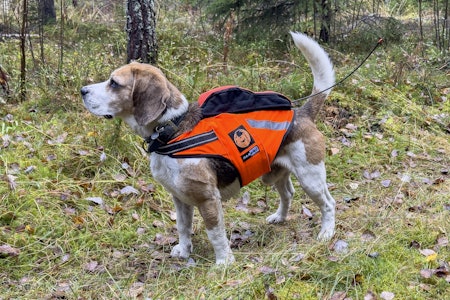 SOM STØPT: Kardog Jehu GPS flytevest har bare to justeringsstropper, men sitter likevel som støpt på hunden. Flyteelementene gir ekstra trygghet, særlig når isen begynner å legge seg på skogsvannene. SOM STØPT: Kardog Jehu GPS flytevest har bare to justeringsstropper, men sitter likevel som støpt på hunden. Flyteelementene gir ekstra trygghet, særlig når isen begynner å legge seg på skogsvannene.