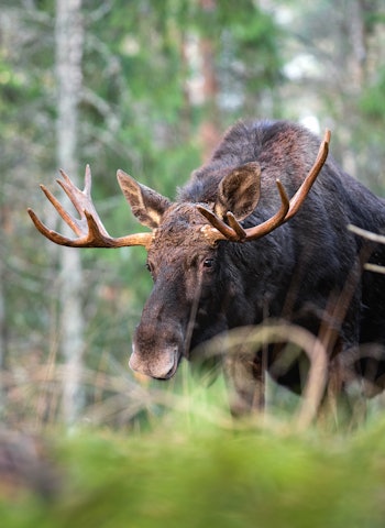 DYR JAKT? Statskog forsvarer elgjaktpriser etter massiv kritikk i sosiale medier. De mener prisendringene er et av flere tiltak for å bevare elgstammen og promotere til felling av mindre dyr fremfor store produksjonsdyr. Foto: iStock DYR JAKT? Statskog forsvarer elgjaktpriser etter massiv kritikk i sosiale medier. De mener prisendringene er et av flere tiltak for å bevare elgstammen og promotere til felling av mindre dyr fremfor store produksjonsdyr. Foto: iStock