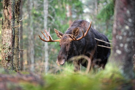 DYR JAKT? Statskog forsvarer elgjaktpriser etter massiv kritikk i sosiale medier. De mener prisendringene er et av flere tiltak for å bevare elgstammen og promotere til felling av mindre dyr fremfor store produksjonsdyr. Foto: iStock DYR JAKT? Statskog forsvarer elgjaktpriser etter massiv kritikk i sosiale medier. De mener prisendringene er et av flere tiltak for å bevare elgstammen og promotere til felling av mindre dyr fremfor store produksjonsdyr. Foto: iStock