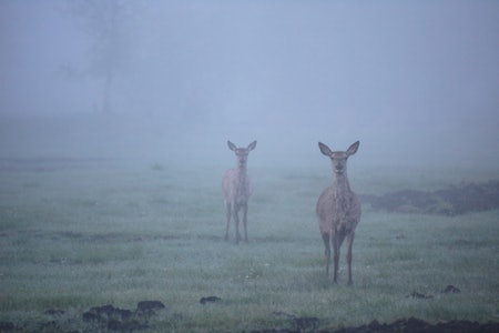INNMARK: Avlingstapet er størst på førsteslåtten, bortsett fra på øyer. Foto: Atle Skjelde INNMARK: Avlingstapet er størst på førsteslåtten, bortsett fra på øyer. Foto: Atle Skjelde