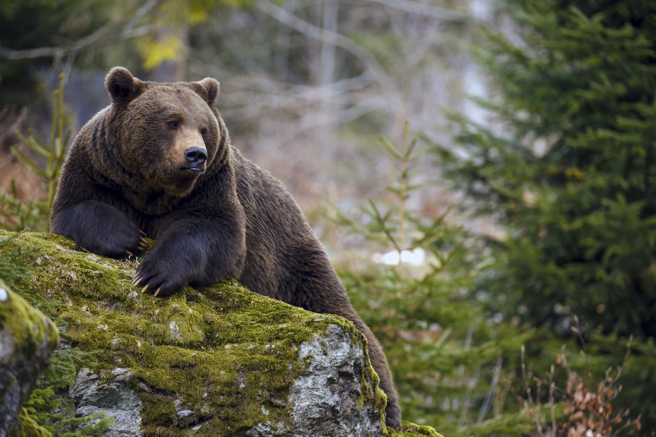 FORSVAR: Foreløpig er det antatt at bjørneangrepet ble gjort for å forsvare sitt avkom. Ill.foto: NTB Scanpix FORSVAR: Foreløpig er det antatt at bjørneangrepet ble gjort for å forsvare sitt avkom. Ill.foto: NTB Scanpix