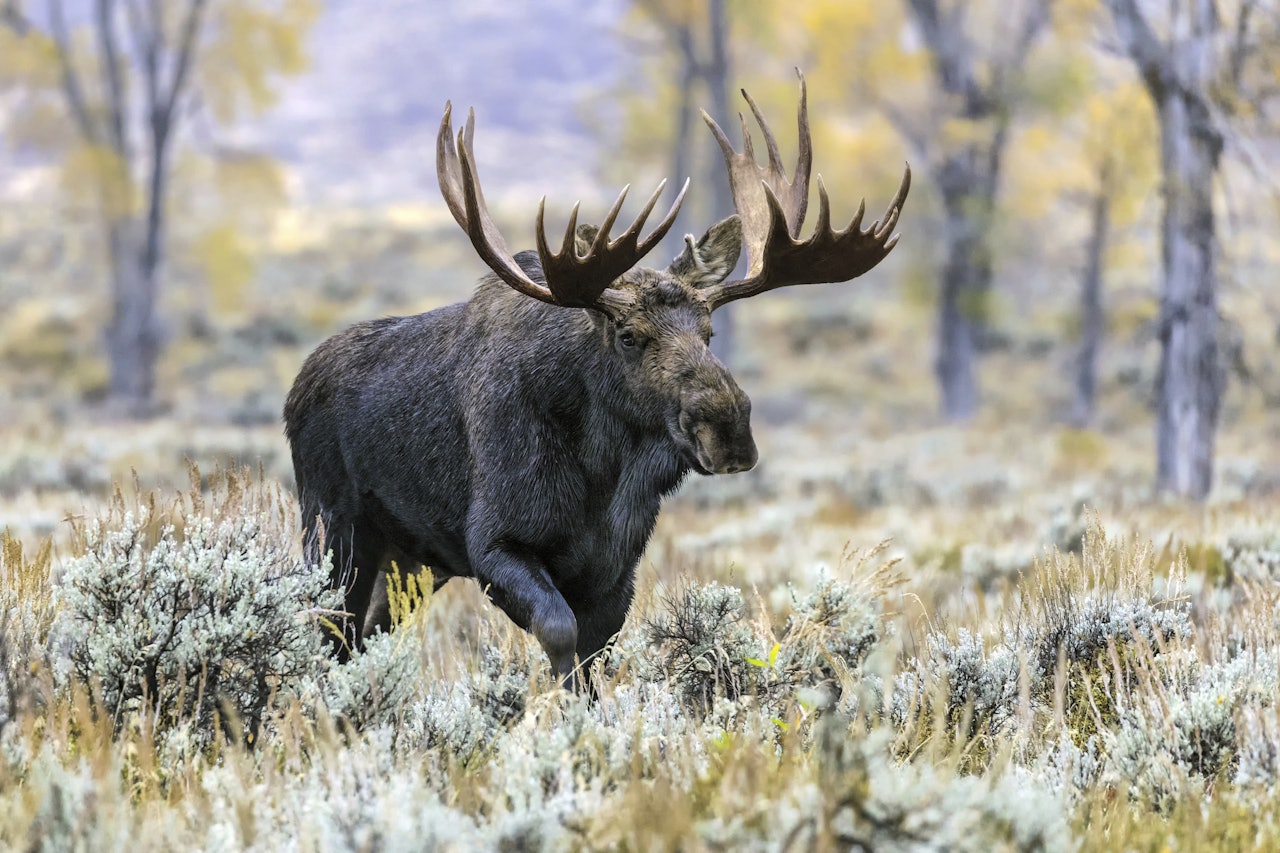 UNGDOMSJAKT: Etter stor pågang i fjor øker statsforetaket antall jaktfelt fra 13 til 30. Foto: NTB/Scanpix UNGDOMSJAKT: Etter stor pågang i fjor øker statsforetaket antall jaktfelt fra 13 til 30. Foto: NTB/Scanpix