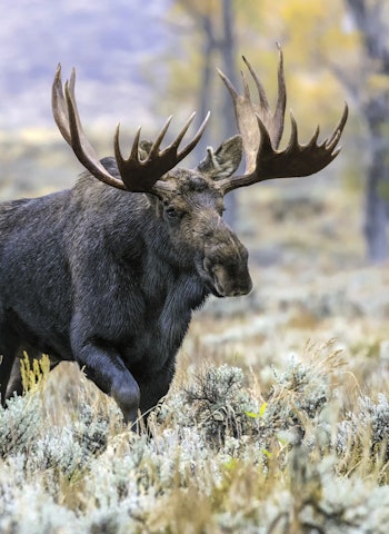UNGDOMSJAKT: Etter stor pågang i fjor øker statsforetaket antall jaktfelt fra 13 til 30. Foto: NTB/Scanpix UNGDOMSJAKT: Etter stor pågang i fjor øker statsforetaket antall jaktfelt fra 13 til 30. Foto: NTB/Scanpix