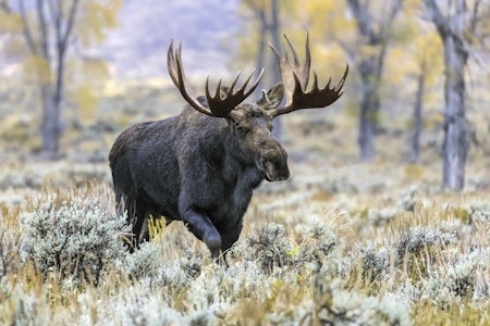 UNGDOMSJAKT: Etter stor pågang i fjor øker statsforetaket antall jaktfelt fra 13 til 30. Foto: NTB/Scanpix UNGDOMSJAKT: Etter stor pågang i fjor øker statsforetaket antall jaktfelt fra 13 til 30. Foto: NTB/Scanpix