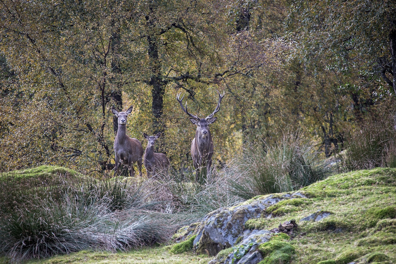 HJORTEJAKT: Store hjortebestander skaper konflikter i flere områder av landet. Arkivfoto: Johan Trygve Solheim HJORTEJAKT: Store hjortebestander skaper konflikter i flere områder av landet. Arkivfoto: Johan Trygve Solheim
