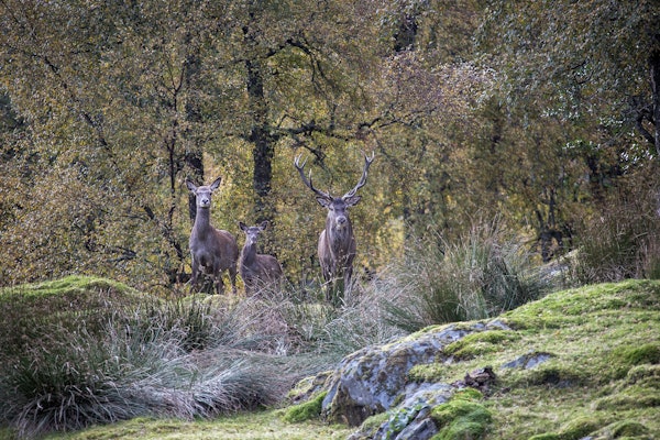 HJORTEJAKT: Store hjortebestander skaper konflikter i flere områder av landet. Arkivfoto: Johan Trygve Solheim HJORTEJAKT: Store hjortebestander skaper konflikter i flere områder av landet. Arkivfoto: Johan Trygve Solheim
