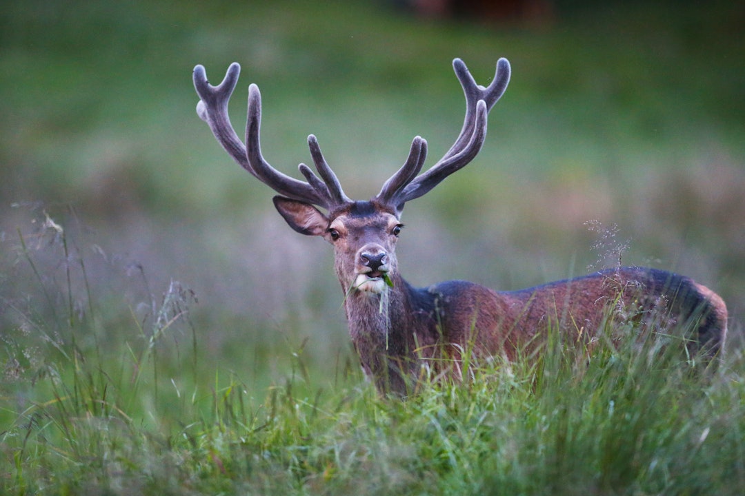 VANSKELIG: Jegerne i Østfold-kommunen klarte ikke engang å felle en femtedel av kvoten. Arkivfoto: Johan Trygve Solheim VANSKELIG: Jegerne i Østfold-kommunen klarte ikke engang å felle en femtedel av kvoten. Arkivfoto: Johan Trygve Solheim
