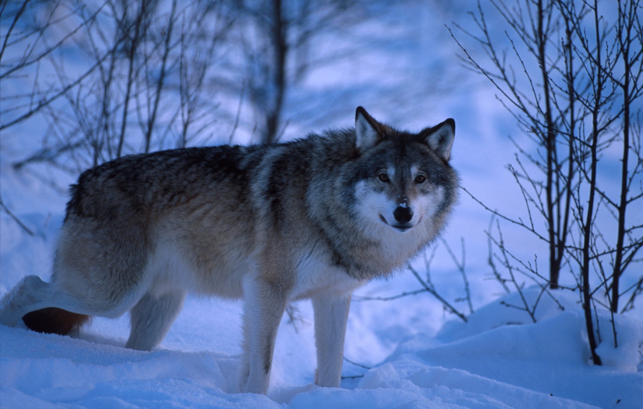 LISENSJAKT: Klima- og miljødepartementet opprettholder kvoten etter klagebehandling. Foto: Asgeir Helgestad / Samfoto Ulv i vinterlandskap