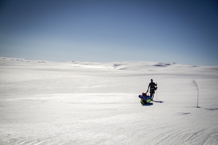 KLINK IS OG SKAREFØRE:  Men sol og vindstille. Varmt og godt i solen selv om det var omkring -10°C på dagtid. Artikkelforfatteren i fint driv over skaren. Foto: Raymond Lindseth hardangervidda med fjellski og pulk