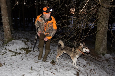 SLIPPES LØS: Når Roy slippes har han til oppgave å stoppe det skadde dyret. Oda holdes alltid i bånd, så om Roy skulle havne på avveie kan Bula fortsette å spore med Oda. SLIPPES LØS: Når Roy slippes har han til oppgave å stoppe det skadde dyret. Oda holdes alltid i bånd, så om Roy skulle havne på avveie kan Bula fortsette å spore med Oda.