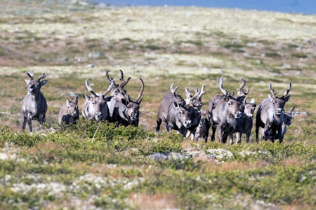SIMLEFALL. En liten del av flokken kommer mot oss, kommer nær og Hallvar skyter et dyr utenfor bilde, skuddreaksjon og stor fart, dyra springer mot resten av flokken. SIMLEFALL. En liten del av flokken kommer mot oss, kommer nær og Hallvar skyter et dyr utenfor bilde, skuddreaksjon og stor fart, dyra springer mot resten av flokken.
