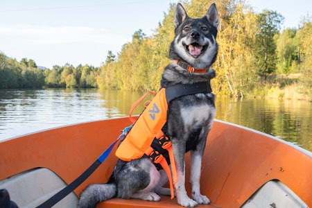 FLYTEVEST: Protector Life Jacket i størrelse 6 passer perfekt til Jo Stenersens  jämthund. FLYTEVEST: Protector Life Jacket i størrelse 6 passer perfekt til Jo Stenersens  jämthund.