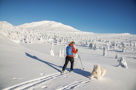 Å HA DAGEN: Det er det vi drømmer om. Her mot Svangkampen. Foto: Øyvind Salvesen Å HA DAGEN: Det er det vi drømmer om. Her mot Svangkampen. Foto: Øyvind Salvesen