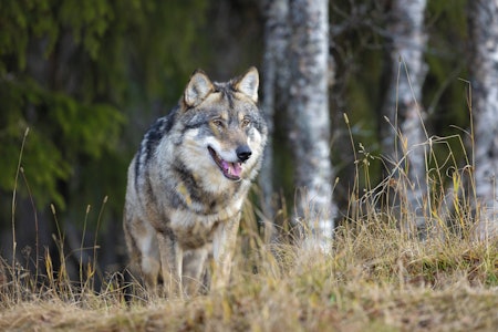 ULV: Med ulvens tilbakekomst i norske skoger, har nødvergeretten til forsvar av jakthunder blitt en aktualisert problemstilling. Men når kan du skyte rovvilt til forsvar for hunden din? Foto: iStock ULV: Med ulvens tilbakekomst i norske skoger, har nødvergeretten til forsvar av jakthunder blitt en aktualisert problemstilling. Men når kan du skyte rovvilt til forsvar for hunden din? Foto: iStock