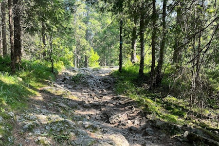 VEI I VELLINGA: Denne stien mellom Blankvannsbråten og Kobberhaugshytta er snart historie. Foto. Simon Klakegg. VEI I VELLINGA: Denne stien mellom Blankvannsbråten og Kobberhaugshytta er snart historie. Foto. Simon Klakegg.