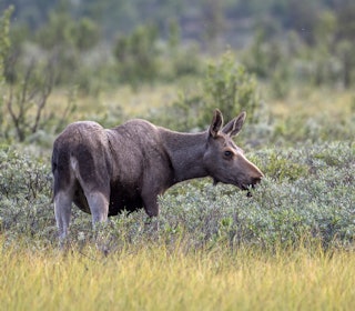 SNART FRIST: Jakttilbud på statsallmenningene er nå åpne for søknader fra hele landet. Foto: Steinar Myhr / Samfoto SNART FRIST: Jakttilbud på statsallmenningene er nå åpne for søknader fra hele landet. Foto: Steinar Myhr / Samfoto