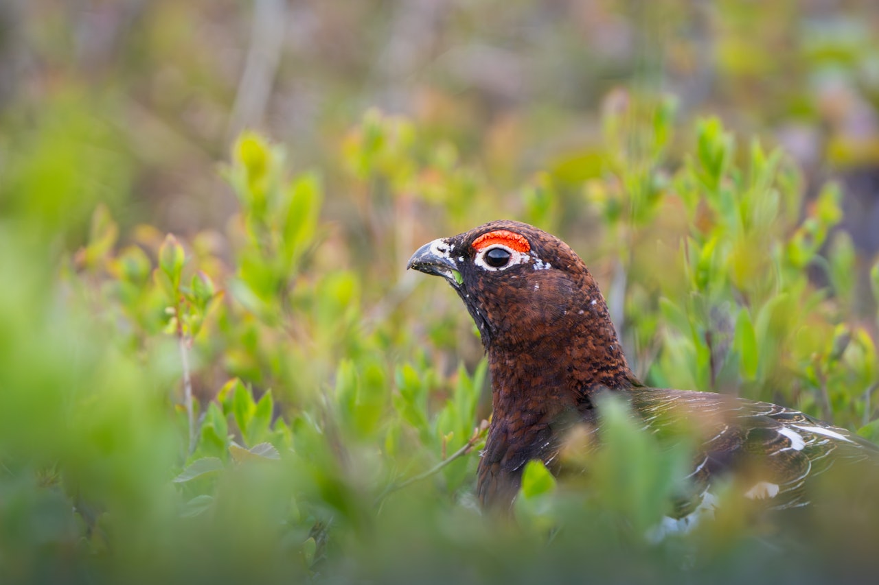 FINNMARK: Forskere spår 25 % færre ryper i høst sammenlignet med et gjennomsnittsår. Foto: iStock FINNMARK: Forskere spår 25 % færre ryper i høst sammenlignet med et gjennomsnittsår. Foto: iStock