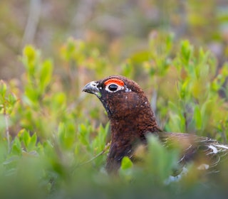 FINNMARK: Forskere spår 25 % færre ryper i høst sammenlignet med et gjennomsnittsår. Foto: iStock FINNMARK: Forskere spår 25 % færre ryper i høst sammenlignet med et gjennomsnittsår. Foto: iStock