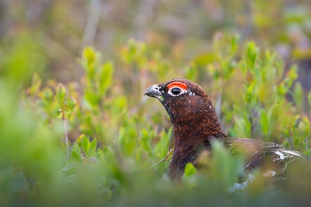FINNMARK: Forskere spår 25 % færre ryper i høst sammenlignet med et gjennomsnittsår. Foto: iStock FINNMARK: Forskere spår 25 % færre ryper i høst sammenlignet med et gjennomsnittsår. Foto: iStock