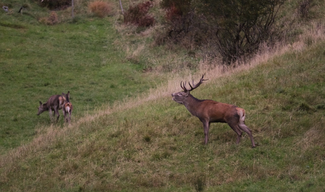 HJORTEBUKK: Brunsten i Bremanger gir mulighet til å komme tett innpå hjortebukkene. Kari-Anne A. Nygård fra Florø er en av flere ivrige hobbyfotografer som gjerne tar turen for å sikre seg noen flotte bilder. Foto: Kari-Anne A. Nygård. HJORTEBUKK: Brunsten i Bremanger gir mulighet til å komme tett innpå hjortebukkene. Kari-Anne A. Nygård fra Florø er en av flere ivrige hobbyfotografer som gjerne tar turen for å sikre seg noen flotte bilder. Foto: Kari-Anne A. Nygård.