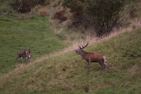 HJORTEBUKK: Brunsten i Bremanger gir mulighet til å komme tett innpå hjortebukkene. Kari-Anne A. Nygård fra Florø er en av flere ivrige hobbyfotografer som gjerne tar turen for å sikre seg noen flotte bilder. Foto: Kari-Anne A. Nygård. HJORTEBUKK: Brunsten i Bremanger gir mulighet til å komme tett innpå hjortebukkene. Kari-Anne A. Nygård fra Florø er en av flere ivrige hobbyfotografer som gjerne tar turen for å sikre seg noen flotte bilder. Foto: Kari-Anne A. Nygård.