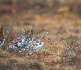 ETTERTRAKTET: Det er mange som vil jakte i Finnmark. Fortsatt er det muligheter for jaktkort. Ill.foto: Pascale Gueret ETTERTRAKTET: Det er mange som vil jakte i Finnmark. Fortsatt er det muligheter for jaktkort. Ill.foto: Pascale Gueret