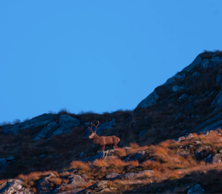HIMMELSJÅ: I fjellsidene rundt Dalsbotnen er det mye bukk å se under brunsten. Foto: Kari Anne A. Nygård HIMMELSJÅ: I fjellsidene rundt Dalsbotnen er det mye bukk å se under brunsten. Foto: Kari Anne A. Nygård