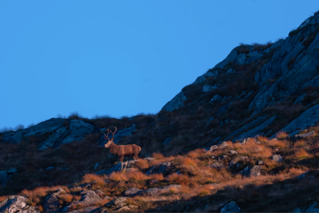 HIMMELSJÅ: I fjellsidene rundt Dalsbotnen er det mye bukk å se under brunsten. Foto: Kari Anne A. Nygård HIMMELSJÅ: I fjellsidene rundt Dalsbotnen er det mye bukk å se under brunsten. Foto: Kari Anne A. Nygård