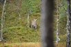 EROBREREN: Hjorten erobrer stadig nytt terreng, og finnes utbredt i de fleste kommuner sør for Saltfjellet. EROBREREN: Hjorten erobrer stadig nytt terreng, og finnes utbredt i de fleste kommuner sør for Saltfjellet.