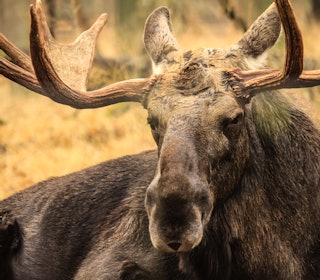 ELGJAKT: Mange drømmer om å jakte elg, og i år slipper enda flere ungdommer til. Ill.foto: iStock/DDieschburg ELGJAKT: Mange drømmer om å jakte elg, og i år slipper enda flere ungdommer til. Ill.foto: iStock/DDieschburg