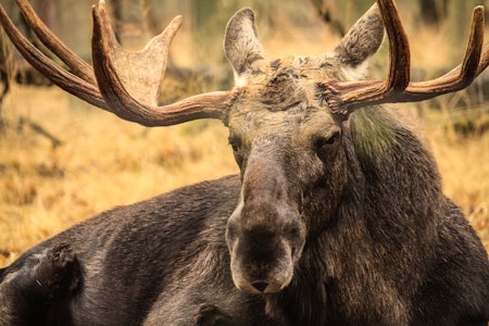 ELGJAKT: Mange drømmer om å jakte elg, og i år slipper enda flere ungdommer til. Ill.foto: iStock/DDieschburg ELGJAKT: Mange drømmer om å jakte elg, og i år slipper enda flere ungdommer til. Ill.foto: iStock/DDieschburg