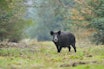 VILLSVIN: Artikkelforfatteren vil heller legge om dagens griseproduksjon slik at vi kan ønske villsvinet velkommen, heller enn å stoppe villsvinet på grensa. Foto: iStock VILLSVIN: Artikkelforfatteren vil heller legge om dagens griseproduksjon slik at vi kan ønske villsvinet velkommen, heller enn å stoppe villsvinet på grensa. Foto: iStock