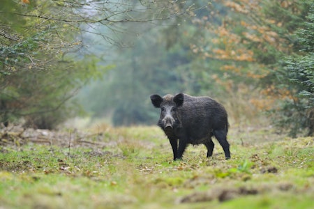 VILLSVIN: Artikkelforfatteren vil heller legge om dagens griseproduksjon slik at vi kan ønske villsvinet velkommen, heller enn å stoppe villsvinet på grensa. Foto: iStock VILLSVIN: Artikkelforfatteren vil heller legge om dagens griseproduksjon slik at vi kan ønske villsvinet velkommen, heller enn å stoppe villsvinet på grensa. Foto: iStock