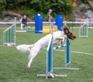 AGILITY: Ødelegger du jaktegenskapene hos fuglehunden din ved også å trene den i agility? Ikke ifølge disse aktive damene, som gjerne bruker fuglehundene sine til diverse andre aktiviteter utenom jaktsesongen. AGILITY: Ødelegger du jaktegenskapene hos fuglehunden din ved også å trene den i agility? Ikke ifølge disse aktive damene, som gjerne bruker fuglehundene sine til diverse andre aktiviteter utenom jaktsesongen.