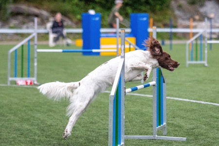 AGILITY: Ødelegger du jaktegenskapene hos fuglehunden din ved også å trene den i agility? Ikke ifølge disse aktive damene, som gjerne bruker fuglehundene sine til diverse andre aktiviteter utenom jaktsesongen. AGILITY: Ødelegger du jaktegenskapene hos fuglehunden din ved også å trene den i agility? Ikke ifølge disse aktive damene, som gjerne bruker fuglehundene sine til diverse andre aktiviteter utenom jaktsesongen.