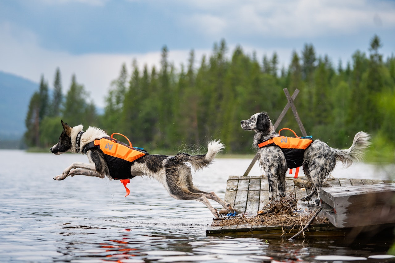 DYRT: Prisene på veterinærtjenester er betydelig høyere hos de store kjedene enn hos uavhengige klinikker. Arkivfoto: Therese Norman Andersen DYRT: Prisene på veterinærtjenester er betydelig høyere hos de store kjedene enn hos uavhengige klinikker. Arkivfoto: Therese Norman Andersen