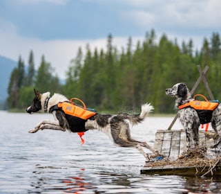 DYRT: Prisene på veterinærtjenester er betydelig høyere hos de store kjedene enn hos uavhengige klinikker. Arkivfoto: Therese Norman Andersen DYRT: Prisene på veterinærtjenester er betydelig høyere hos de store kjedene enn hos uavhengige klinikker. Arkivfoto: Therese Norman Andersen