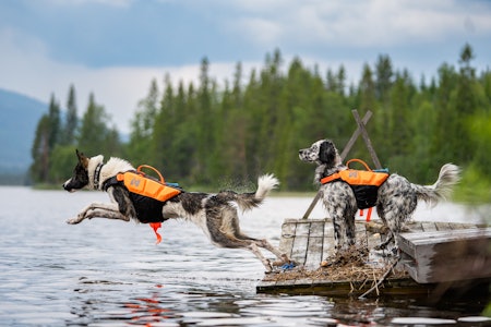 DYRT: Prisene på veterinærtjenester er betydelig høyere hos de store kjedene enn hos uavhengige klinikker. Arkivfoto: Therese Norman Andersen DYRT: Prisene på veterinærtjenester er betydelig høyere hos de store kjedene enn hos uavhengige klinikker. Arkivfoto: Therese Norman Andersen