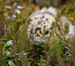 STORFUGL: Selv storfuglen har små kyllinger. Denne er fotografert noen få meter fra en mye brukt tursti. STORFUGL: Selv storfuglen har små kyllinger. Denne er fotografert noen få meter fra en mye brukt tursti.