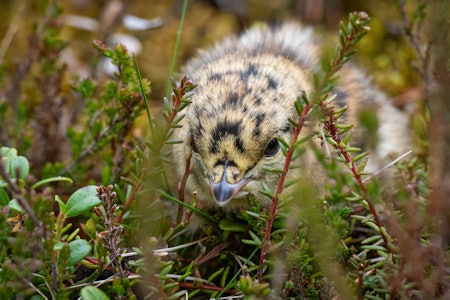 STORFUGL: Selv storfuglen har små kyllinger. Denne er fotografert noen få meter fra en mye brukt tursti. STORFUGL: Selv storfuglen har små kyllinger. Denne er fotografert noen få meter fra en mye brukt tursti.