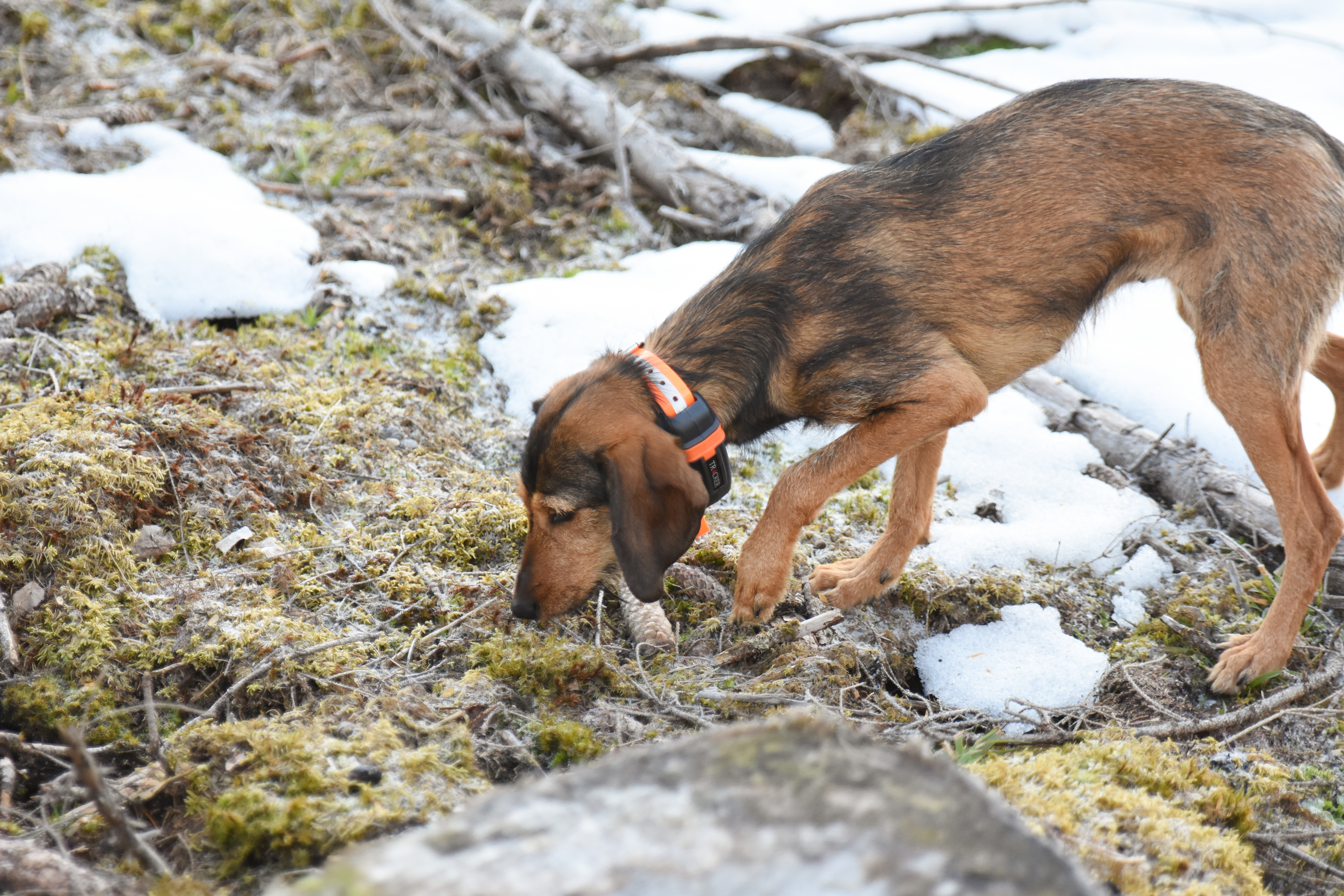 LETT: Tracker Luna er tilpasset brukt på hundens hals, den veier lite og kan fint brukes på selv de minste jakthundene våre. 