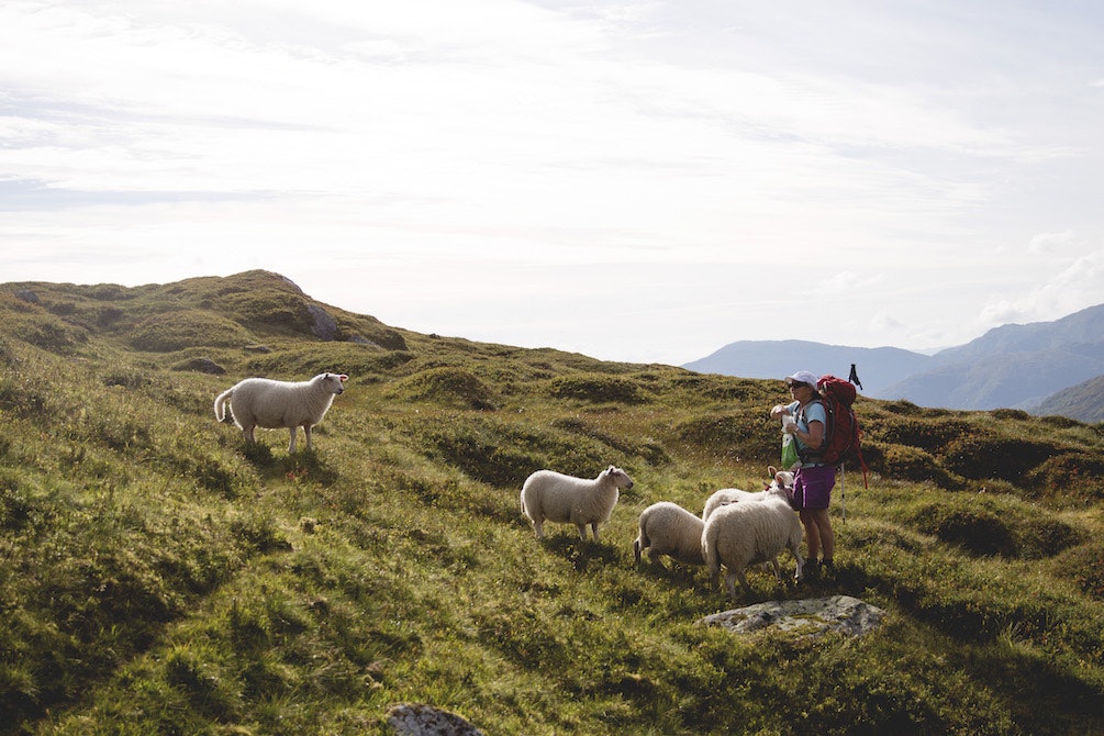 PÅ BÆ-TUR: Sauer skyr ikkje alle folk i fjellet. Foto: Line Hårklau tindefjellet_foto line hårklau
