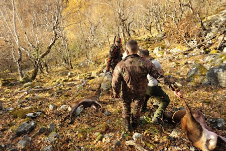 FRI KALV: 93 kommuner har søkt og fått tillatelse til å felle kvotefri hjortekalv. I Bremanger i Vestland sier viltforvalteren ja takk til ordningen, mens viltforvalteren i Voss sier nei takk i år.  FRI KALV: 93 kommuner har søkt og fått tillatelse til å felle kvotefri hjortekalv. I Bremanger i Vestland sier viltforvalteren ja takk til ordningen, mens viltforvalteren i Voss sier nei takk i år.