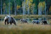 TRUET ART: Bjørnen er en av de fire store rovdyrene som ifølge Økokrim står i fare for å forsvinne fra norsk natur dersom ulovlig jakt fortsetter å undergrave bestandsmålene. Arkivfoto: Ondrej Prosicky TRUET ART: Bjørnen er en av de fire store rovdyrene som ifølge Økokrim står i fare for å forsvinne fra norsk natur dersom ulovlig jakt fortsetter å undergrave bestandsmålene. Arkivfoto: Ondrej Prosicky