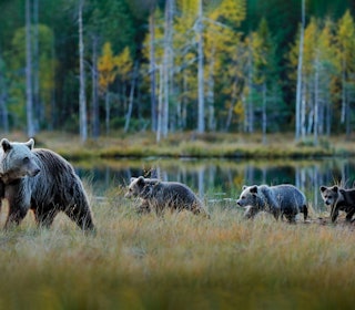 ALTETENDE: Bjørnemor med tre unger på vandring i bærskogen. Skandinaviske brunbjørner er altetende, men får nesten halvparten av energien sin fra bær som blåbær, krøkebær og tyttebær om høsten. På våren står insekter og elgkalver på menyen, mens myrer og skogholt byr på maur, røtter og gress. Foto: Ondrej Prosicky / iStock ALTETENDE: Bjørnemor med tre unger på vandring i bærskogen. Skandinaviske brunbjørner er altetende, men får nesten halvparten av energien sin fra bær som blåbær, krøkebær og tyttebær om høsten. På våren står insekter og elgkalver på menyen, mens myrer og skogholt byr på maur, røtter og gress. Foto: Ondrej Prosicky / iStock